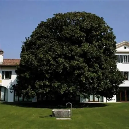 Fossa Mala Fiume Veneto